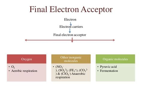 terminal electron acceptor in fermentation|final electron acceptor anaerobic respiration.